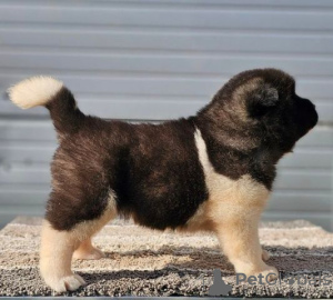 Photos supplémentaires: Akita américain, chiots