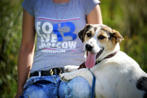 Photo №2 de l'annonce № 1201 de la vente chien bâtard - acheter à Fédération de Russie de l'abri