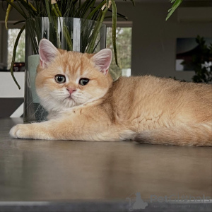 Photo №3. Des manteaux chatoyants à la nature douce, les chatons chinchilla ont tout pour. Allemagne