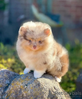 Photo №3. Pomérane formé des toilettes. Estonie