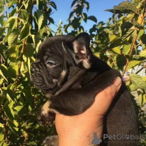 Photos supplémentaires: Porteurs de chiots bouledogue français lilas