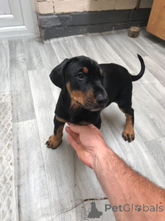 Photo №2 de l'annonce № 139212 de la vente deerhound - acheter à USA éleveur