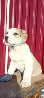 Photos supplémentaires: Puppies CAO Alabai Acompte