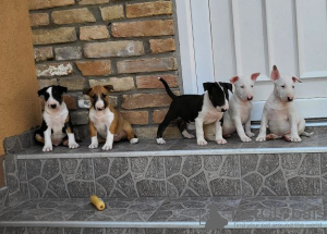 Photo №3. chiots bull terrier a vendre. Fédération de Russie