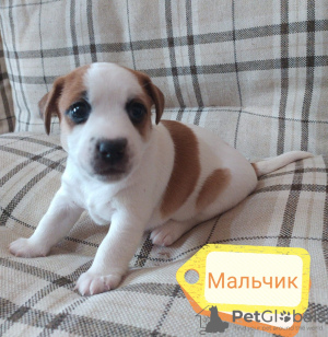 Photo №2 de l'annonce № 19354 de la vente jack russell terrier - acheter à Fédération de Russie annonce privée