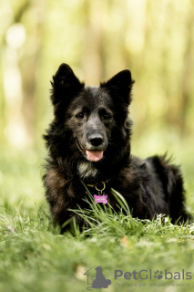 Photo №1. chien bâtard - à vendre en ville de Москва | Gratuit | Annonce №120223