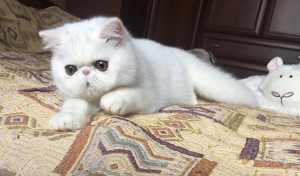 Photo №2 de l'annonce № 6086 de la vente exotic shorthair - acheter à Fédération de Russie de la fourrière