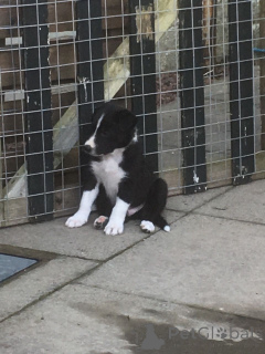 Photo №4. Je vais vendre border collie en ville de Esbjorg. annonce privée, éleveur - prix - 1300€
