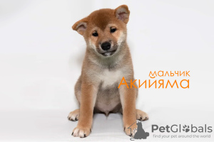 Photo №3. Chiots Shiba Inu. Fédération de Russie