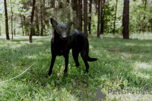 Photo №2 de l'annonce № 150633 de la vente chien bâtard - acheter à Biélorussie annonce privée