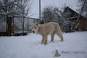 Photo №4. Je vais vendre berger du caucase en ville de Minsk. éleveur - prix - négocié