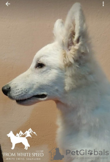 Photo №4. Je vais vendre berger blanc suisse en ville de Москва. de la fourrière - prix - négocié