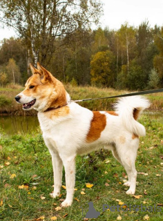 Photo №3. Un garçon de Denver grand, brillant et beau cherche une maison.. Fédération de Russie