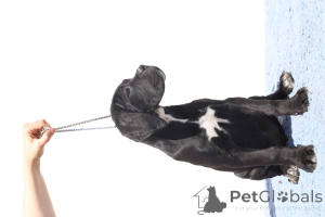 Photo №1. cane corso - à vendre en ville de Buzău | 1700€ | Annonce №140500