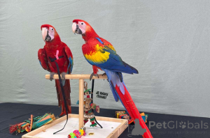 Photo №1.  - à vendre en ville de Düsseldorf | Gratuit | Annonce №162291