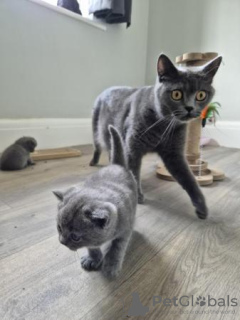 Photo №1. british shorthair - à vendre en ville de Wülfrath | 350€ | Annonce № 119431