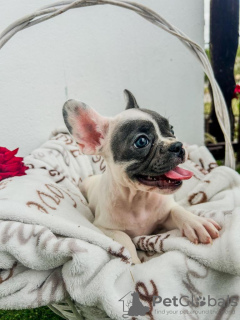 Photo №4. Je vais vendre bouledogue en ville de Sremska Mitrovica. éleveur - prix - négocié