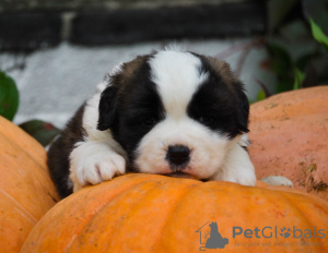 Photos supplémentaires: Chiots Saint-Bernard