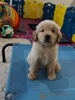 Photo №1. golden retriever - à vendre en ville de Szczecine | négocié | Annonce №163719