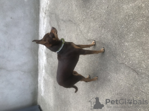 Photo №3. Chiot toy terrier de race pure 1,5 ans Bonya. France