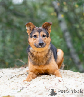 Photo №2 de l'annonce № 156551 de la vente chien bâtard - acheter à Fédération de Russie annonce privée