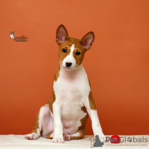 Photo №3. Chiots de chien africain sans aboiement Basenji. Biélorussie