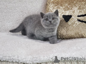 Photo №1. british shorthair - à vendre en ville de Антверпен | Gratuit | Annonce № 115063