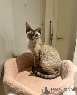 Photo №1. devon rex - à vendre en ville de Berlin | négocié | Annonce № 160320