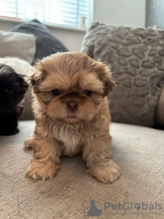 Photo №2 de l'annonce № 103514 de la vente shih tzu - acheter à Allemagne annonce privée