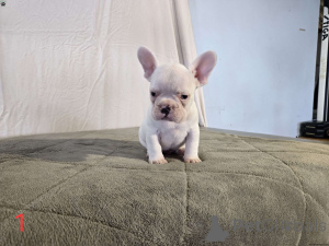 Photo №1. bouledogue - à vendre en ville de Alberville | Gratuit | Annonce №172354
