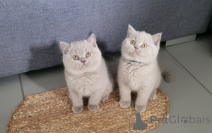 Photo №1. british shorthair - à vendre en ville de Baienfurt | 350€ | Annonce № 172015