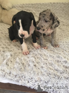 Photo №3. Twee schattige 10 weken oude duitse dog-puppy's. Pays Bas