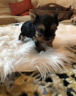 Photo №1. yorkshire terrier - à vendre en ville de Santa Fe | 425€ | Annonce №132158