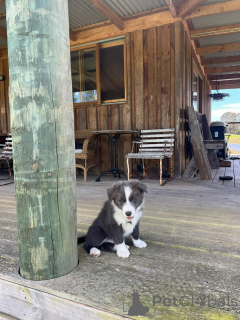 Photo №3. Adorable chiot Border Collie doux, intelligent et prêt à voler les cœurs. Allemagne