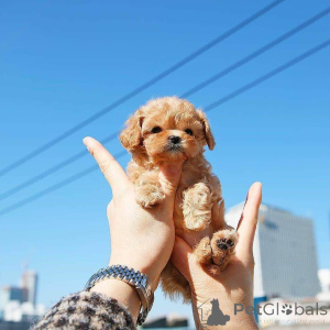 Photo №2 de l'annonce № 138635 de la vente caniche (jouet) - acheter à USA éleveur