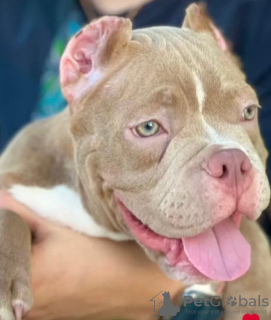 Photo №2 de l'annonce № 66950 de la vente american bully - acheter à République Tchèque de la fourrière