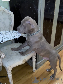 Photo №3. Chiot pit-bull. Azerbaïdjan