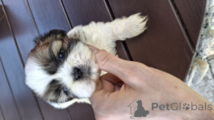 Photo №2 de l'annonce № 139537 de la vente lhassa apso, pékinois, shih tzu - acheter à La Lettonie annonce privée, de la fourrière, éleveur
