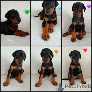 Photo №1. dobermann - à vendre en ville de Lopare | négocié | Annonce №173490