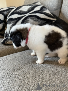 Photo №1.  - à vendre en ville de Ähtäri | Gratuit | Annonce №134888