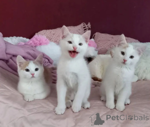 Photo №1. european à poil ras - à vendre en ville de Zerbst | 350€ | Annonce № 150498