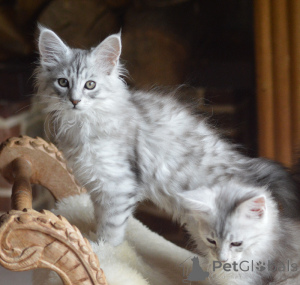 Photo №3. Chaton maine coon disponible. Luxembourg