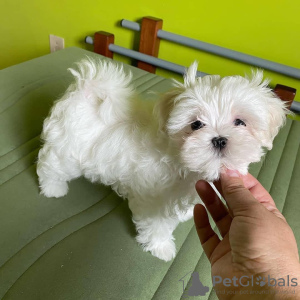 Photo №1. bichon maltais - à vendre en ville de Paris | négocié | Annonce №120643