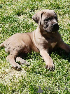 Photo №4. Je vais vendre cane corso en ville de Žitište.  - prix - négocié