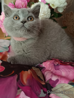 Photo №1. british shorthair - à vendre en ville de Narol | 2000€ | Annonce № 106073