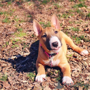 Photo №1. bull terrier - à vendre en ville de Varsovie | 450€ | Annonce №119266