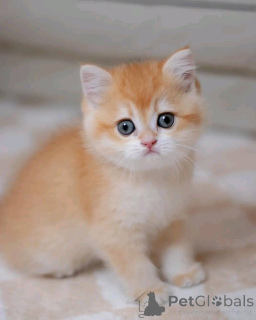 Photo №3. Chatons munchkin. La Grande-Bretagne