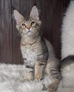 Photo №2 de l'annonce № 155324 de la vente maine coon - acheter à Pays Bas annonce privée