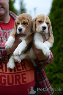 Photo №4. Je vais vendre beagle en ville de Minsk. de la fourrière - prix - 188€