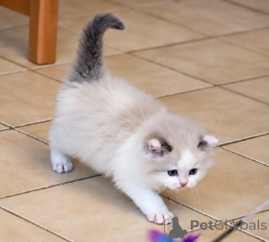Photo №1. ragdoll - à vendre en ville de Heinävesi | Gratuit | Annonce № 177057